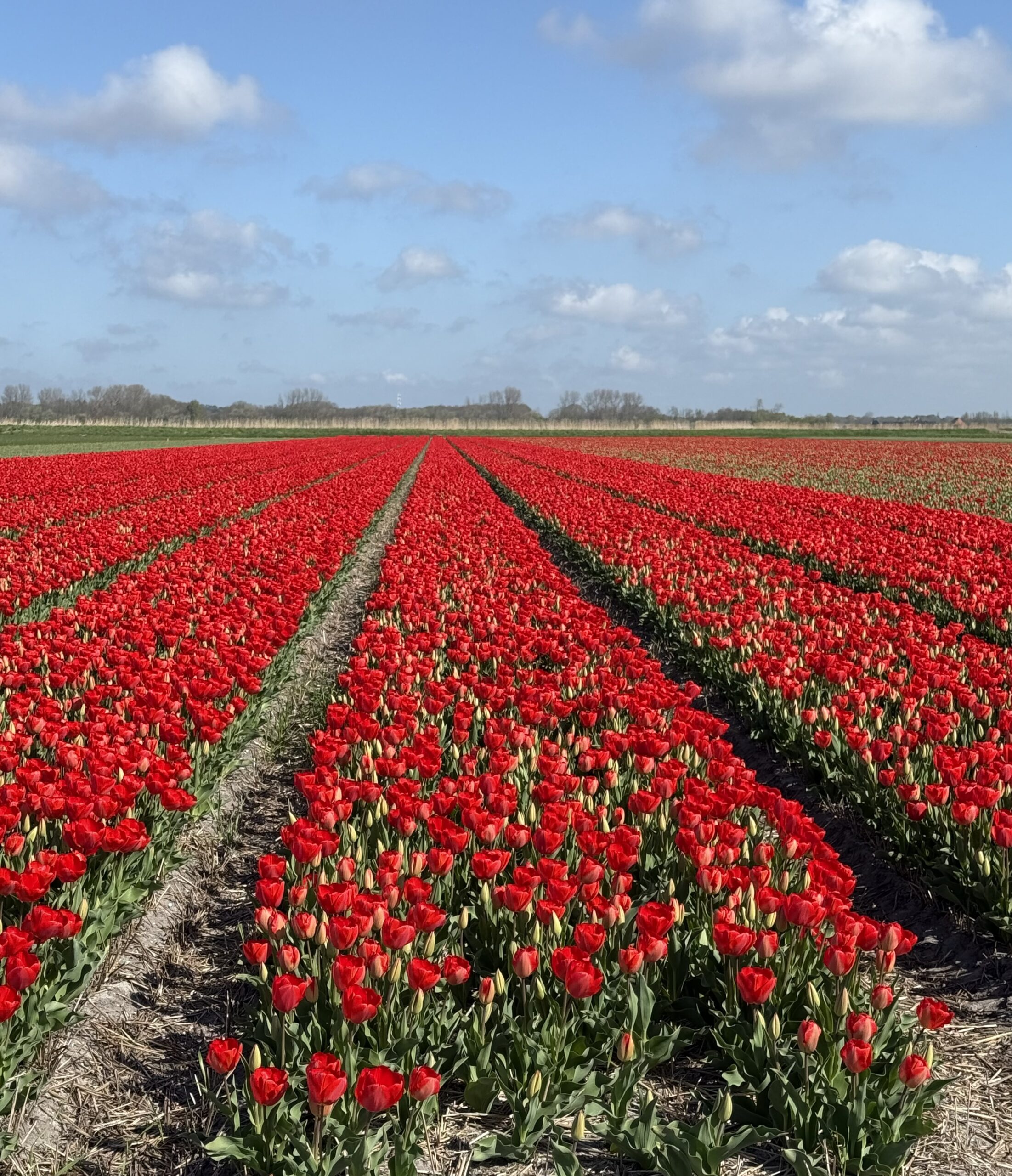 Tulip fields in the Bollenstreek, Netherlands