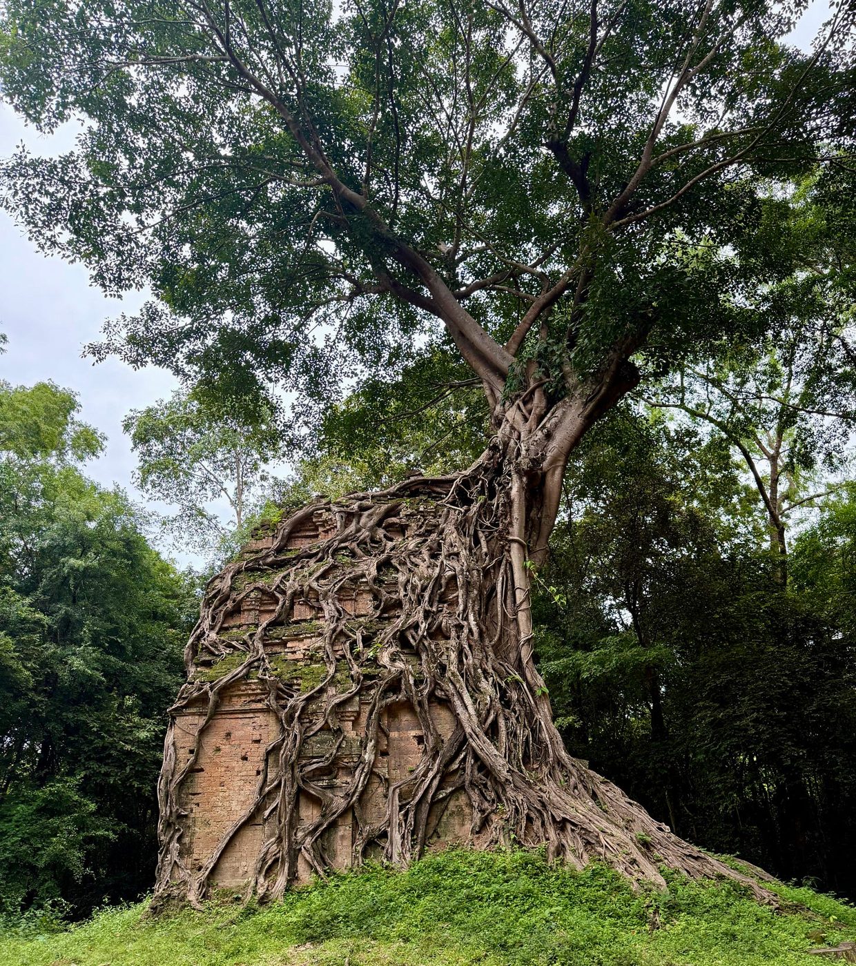 Prasat Chrey, where a strangler fig has spent centuries swallowing a 7th-century brick temple. At Angkor's Ta Prohm, you'd share this view with a crowd.